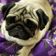 Image for article titled To Pet Owners, a Dog's Whimpering Sounds Just as Sad as an Infant's Cry